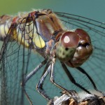 libelle