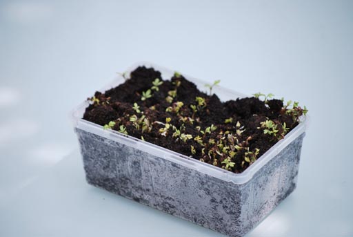 Kweken van tuinkers