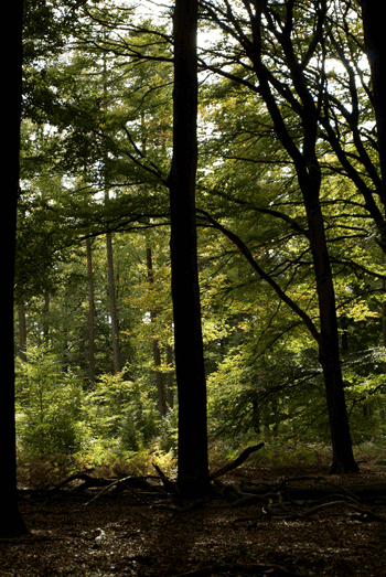 Bomen---klein
