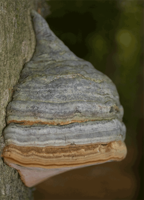 Mushroom-1