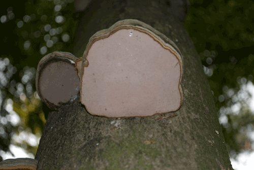 Mushroom-2