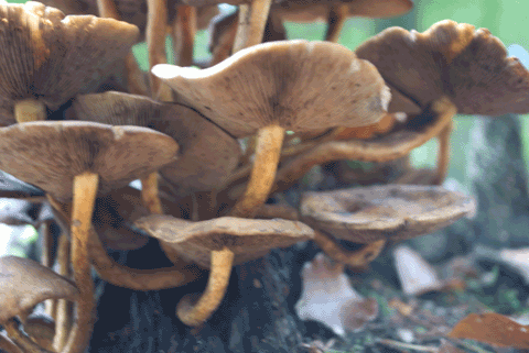 Mushroom-3