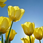 gele_tulpen