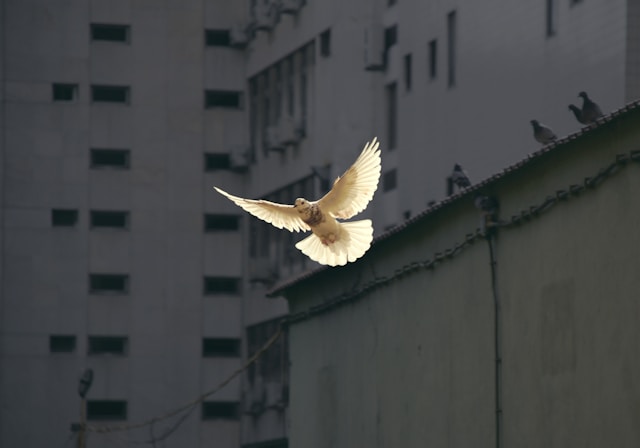 Photo of a flying white dove